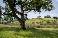 Pastoral Scene with Valley Oaks and Chaparral