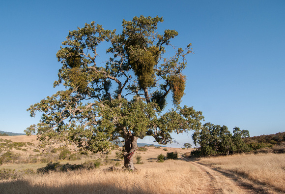 "Mistletoe Oak" in Summer