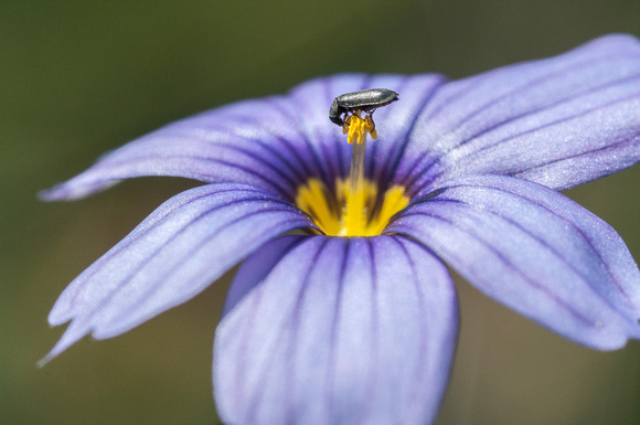 Beetle on Blue-eyed Grass Flower