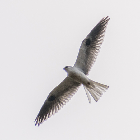 White-tailed Kite (Elanus leucurus) in flight