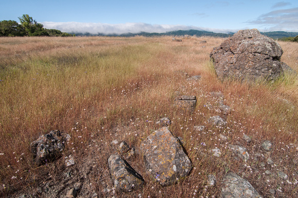 Serpentine Rock and Lichen
