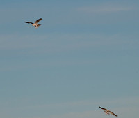 Two Kites in Flight