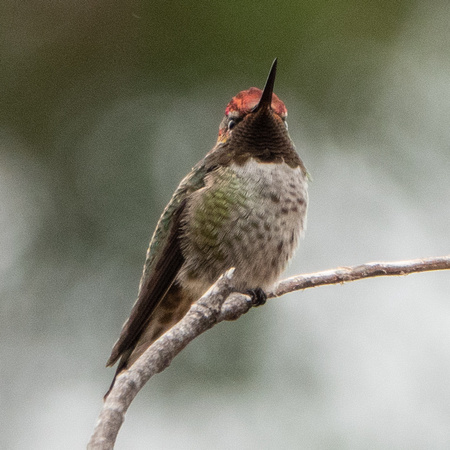 Anna's Hummingbird (Calypte anna) (?)