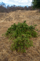 Ground-hugging Live-oak Bush