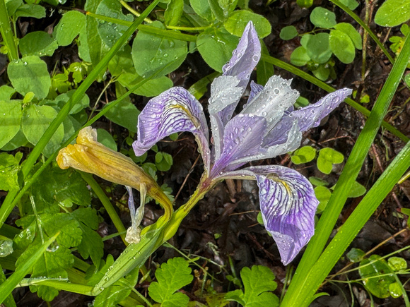 Douglas' Iris (I. douglassiana) after the Rain