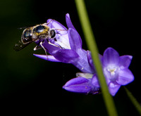 Honeybee on Blue Dicks (Dichelostemma capitatum ssp capitatum)