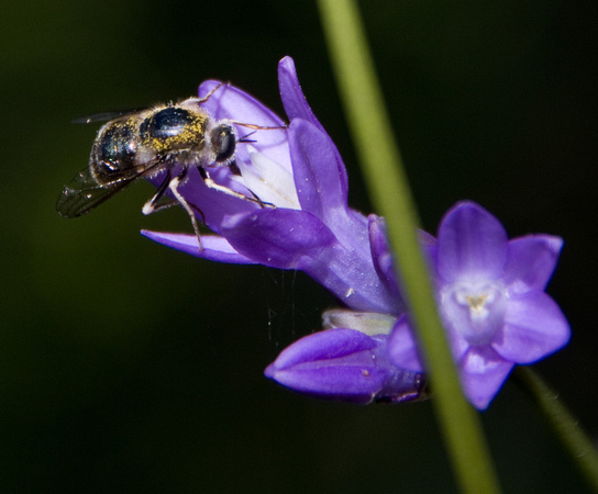 Honeybee on Blue Dicks (Dichelostemma capitatum ssp capitatum)