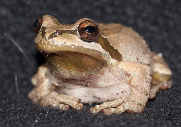 Pacific Chorus Frog (Pseudacris regilla)