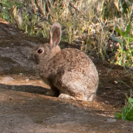 Bush Rabbit (Sylvilagus bachmani)