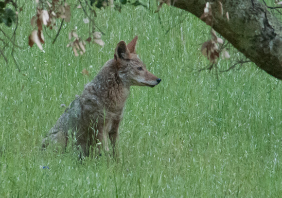 Nursing Female Coyote (Canis latrans)