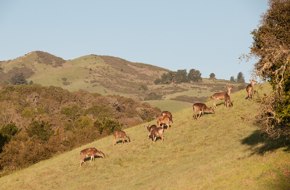 Deer Browsing, Windy Hill