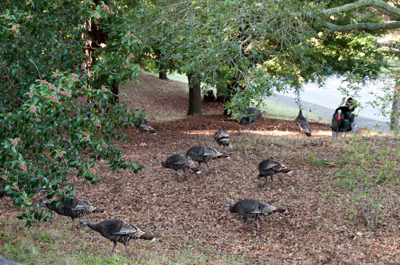 Wild Turkeys at our Home