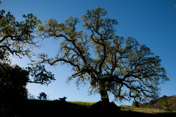 Valley Oak (Quercus lobata)