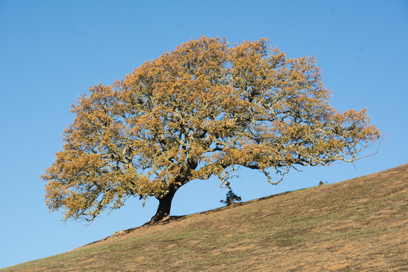 Lone Blue Oak in Autumn