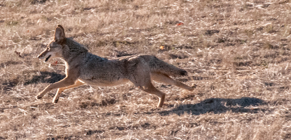 Running Coyote (Canis latrans)