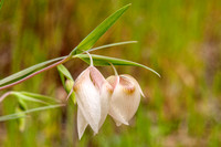 Globe Lily (Calochortus albus)