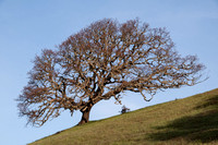 Lonely Oak from Below