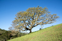 Lone Blue Oak in Late Spring, Windy Hill