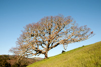 Lone Blue Oak in Spring, Windy Hill