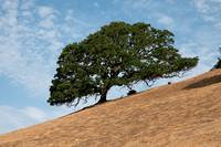 Lone Blue Oak (Quercus douglasii)