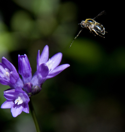 Honeybee extends her Probiscus