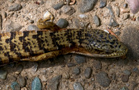 Southern Alligator Lizard (Elgaira multicarinata)