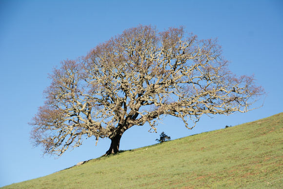 Lone Blue Oak in Spring