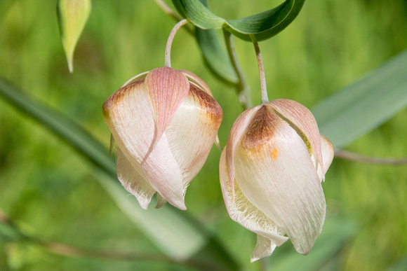 Globe Lily (Calochortus albus)