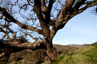 Windy Hill from beneath the Lonely Oak