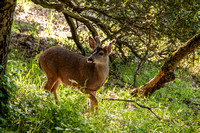 Buck in Mader Valley