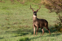 Buck with Antlers