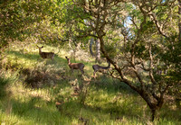 Three Deer in Mader Valley