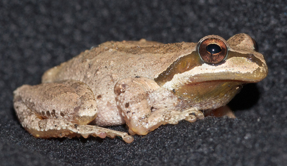 Pacific Chorus Frog (Pseudacris regilla)