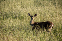 Deer in Grass