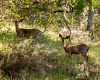 Two Deer in Mader Valley