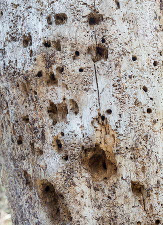 Evidence of Woodpeckers