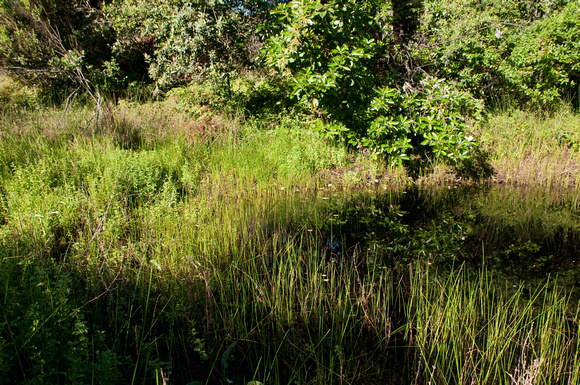 Vernal Pond along Old Spanish Trail