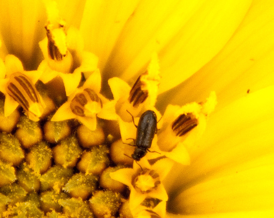 Mule's Ear with Insect (Detail)