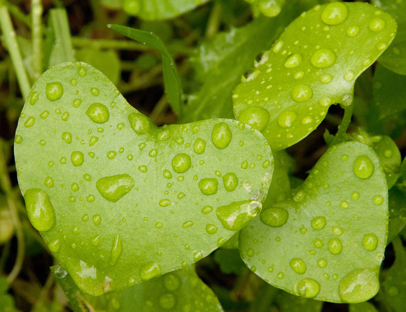 Miners' Lettuce after the Rain