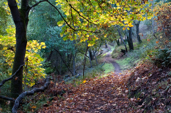Autumn Trail