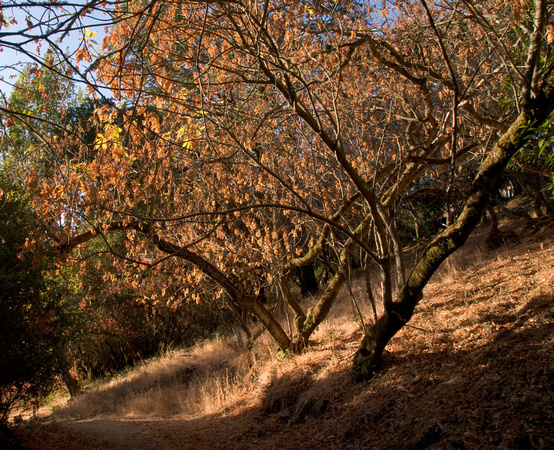 California Buckeye loses its Leaves