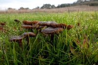 Mushrooms in Wet Grass