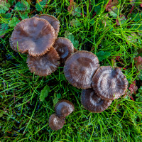 Mushrooms in Wet Grass, from Above