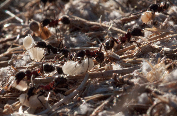 Messor Ants moving Pupae to a New Nest