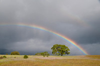 Rainbow and Lonely Oak