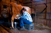 110121_milking_cow_aspen_milks_cleo_c_dq