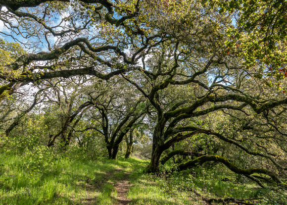 Valley Oaks (Quercus lobata) in Springtime