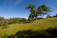 Valley Oak in Grassland