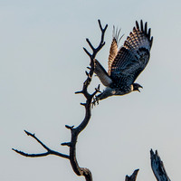 Northern Harrier (Circus cyaneus) Taking Off