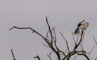 Black-shouldered Kite (Elanus leucurus) at Rest